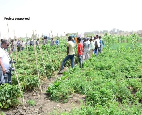 Farmers field day improved vs traditional