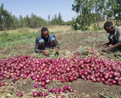 Onions harvest