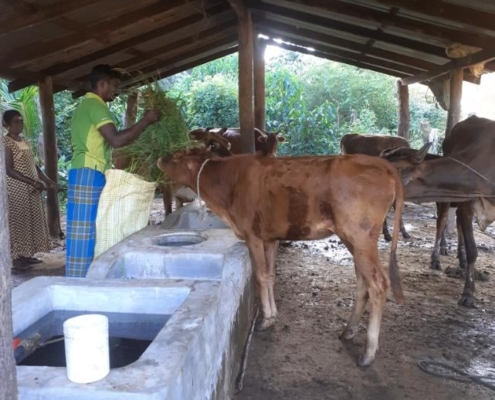 2. jatheshkumar feeding the cows
