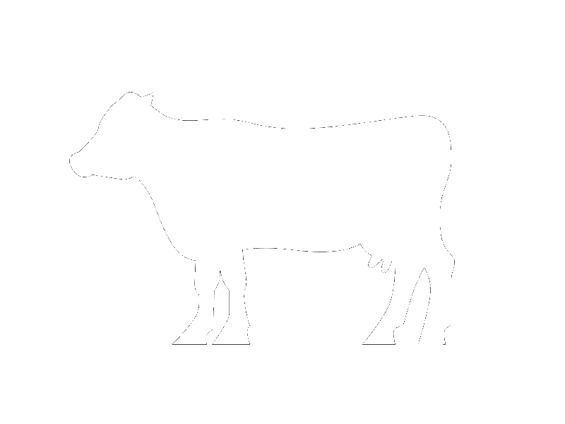 Picto cow